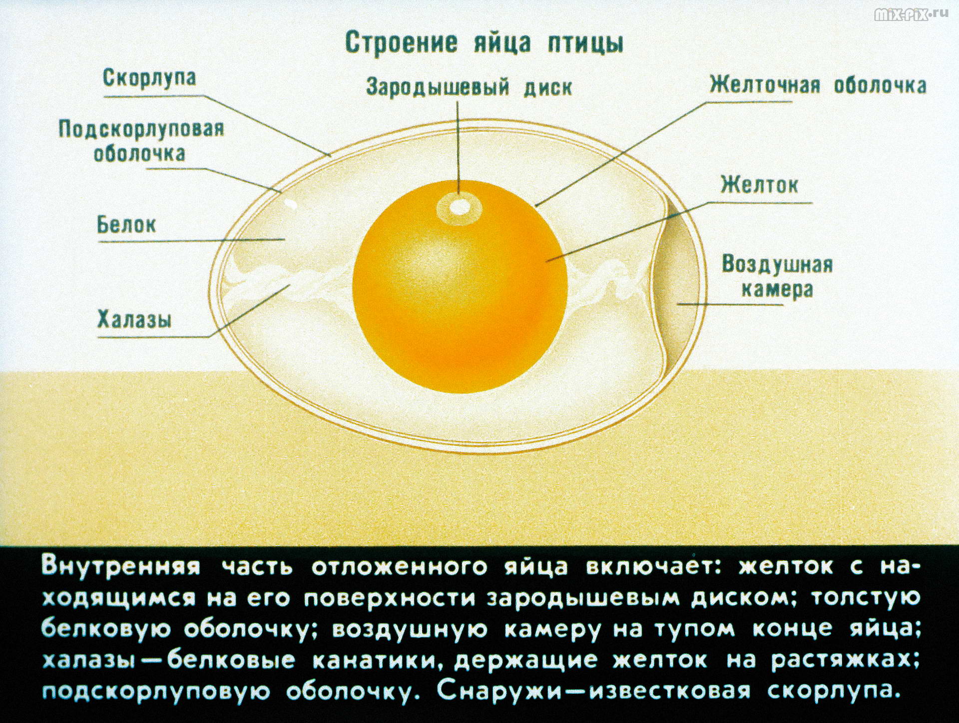 ЕГЭ по биологии 2025 задание 11: задача