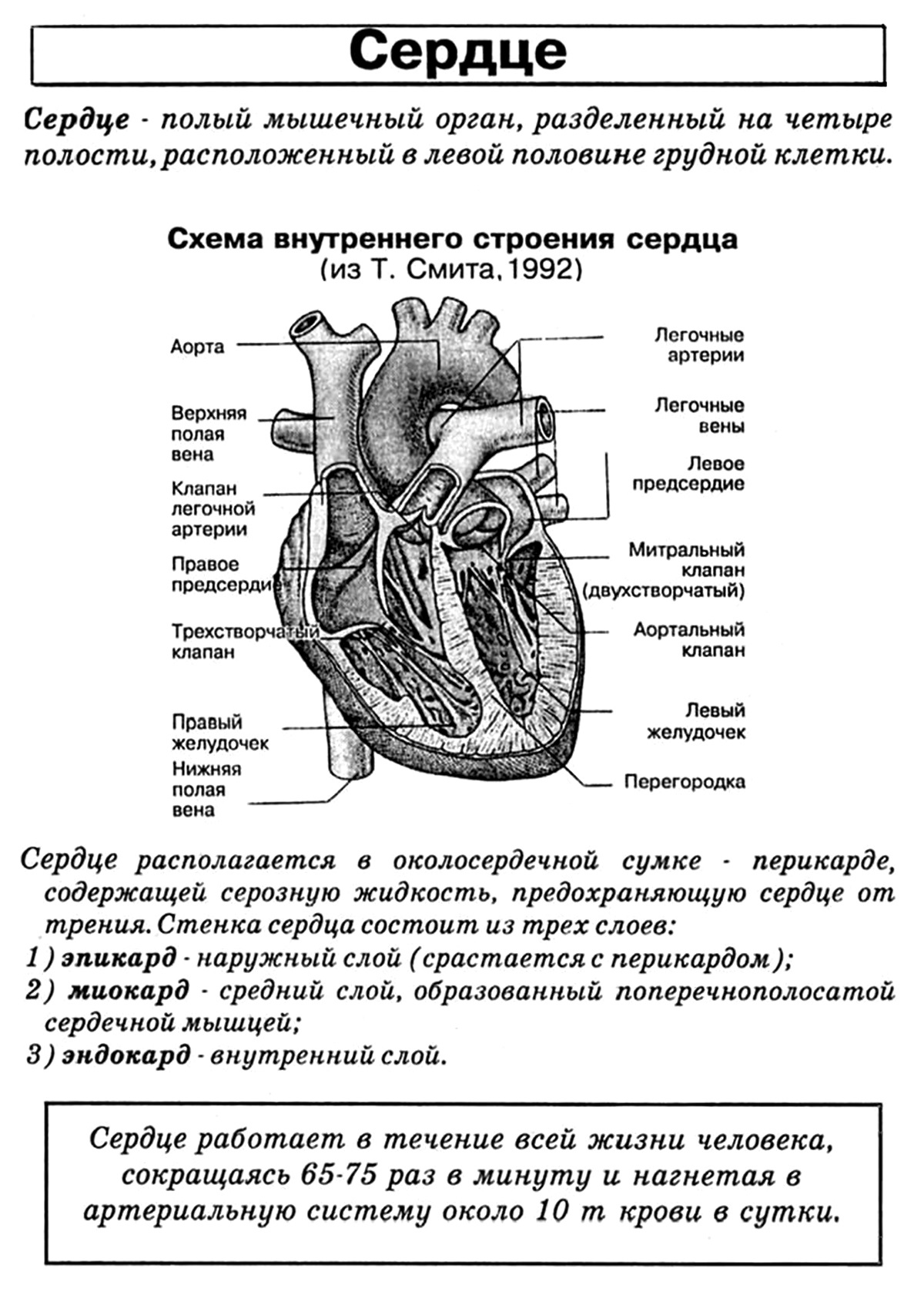 Практическа работа «Кровь»