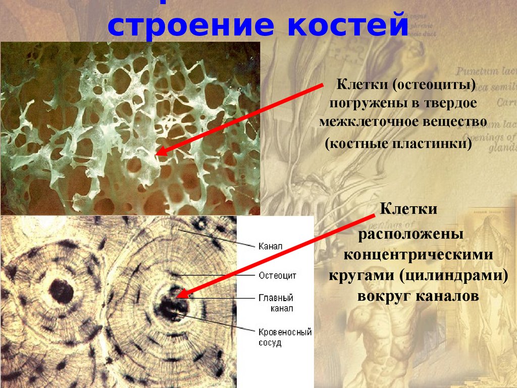 Китообразные фауны морей СССР. 1962