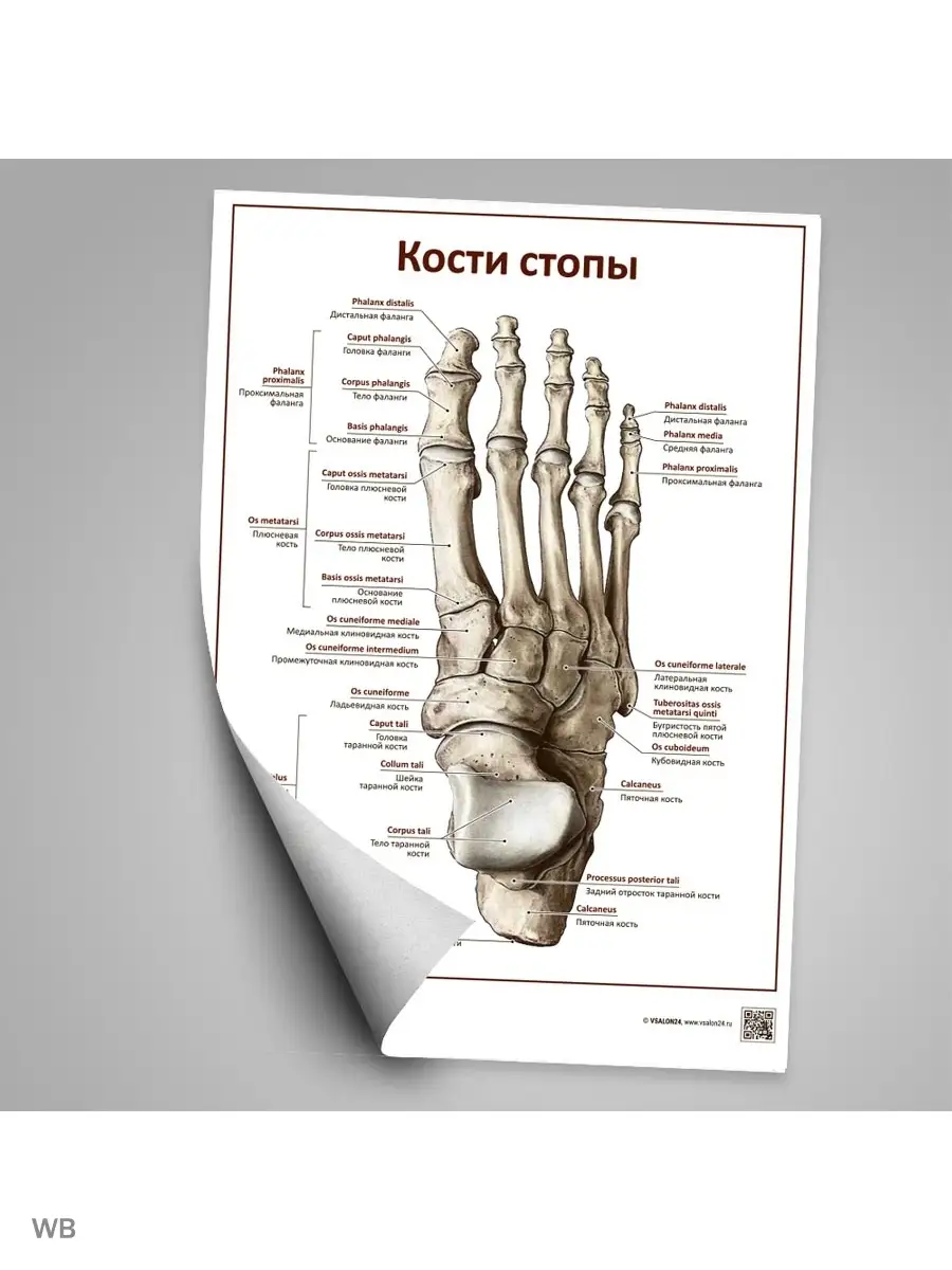 Анатомия клиновидной кости