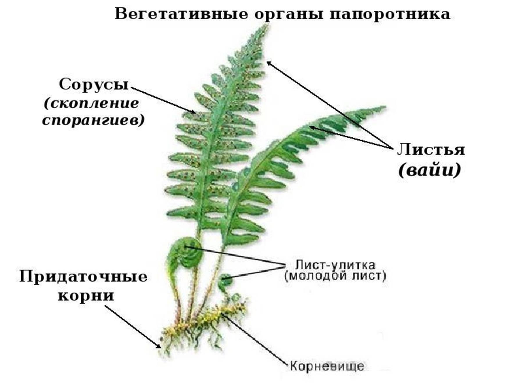 ХII ñъåзд ФУНДАМЕНТАЛЬНЫЕ И ПРИКЛАДНЫЕ ПРОБЛЕМЫ БОТАНИКИ В НА