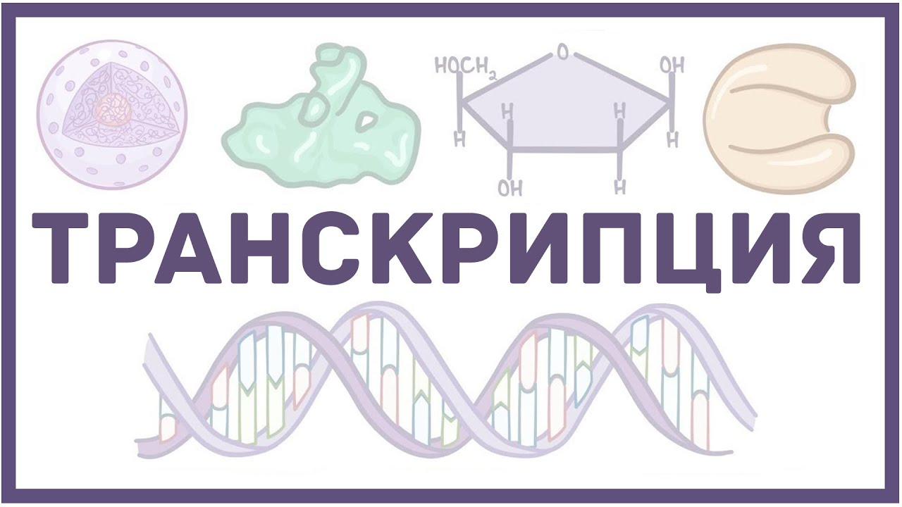 Биосинтез макромолекул