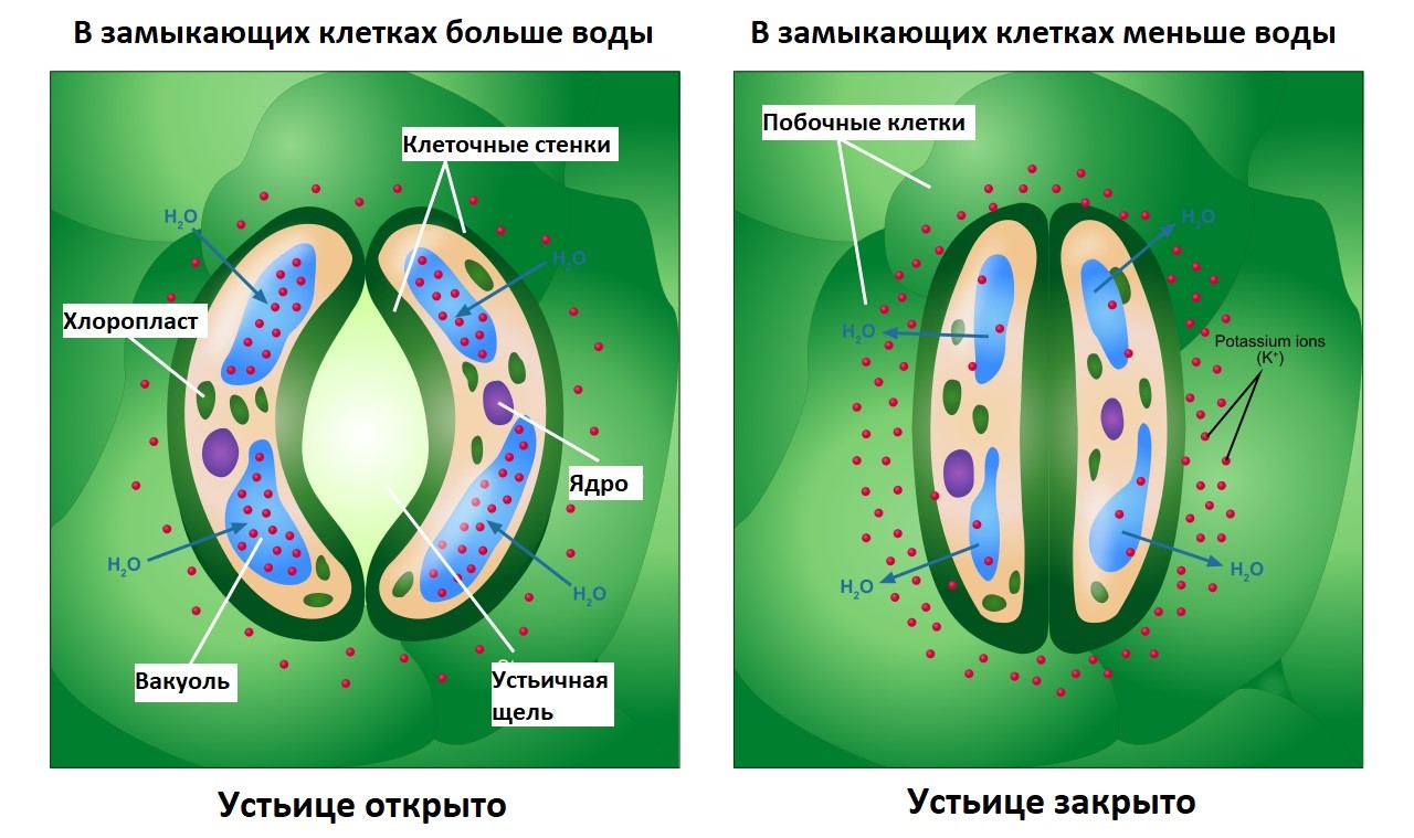 Книга: Практикум по анатомии и