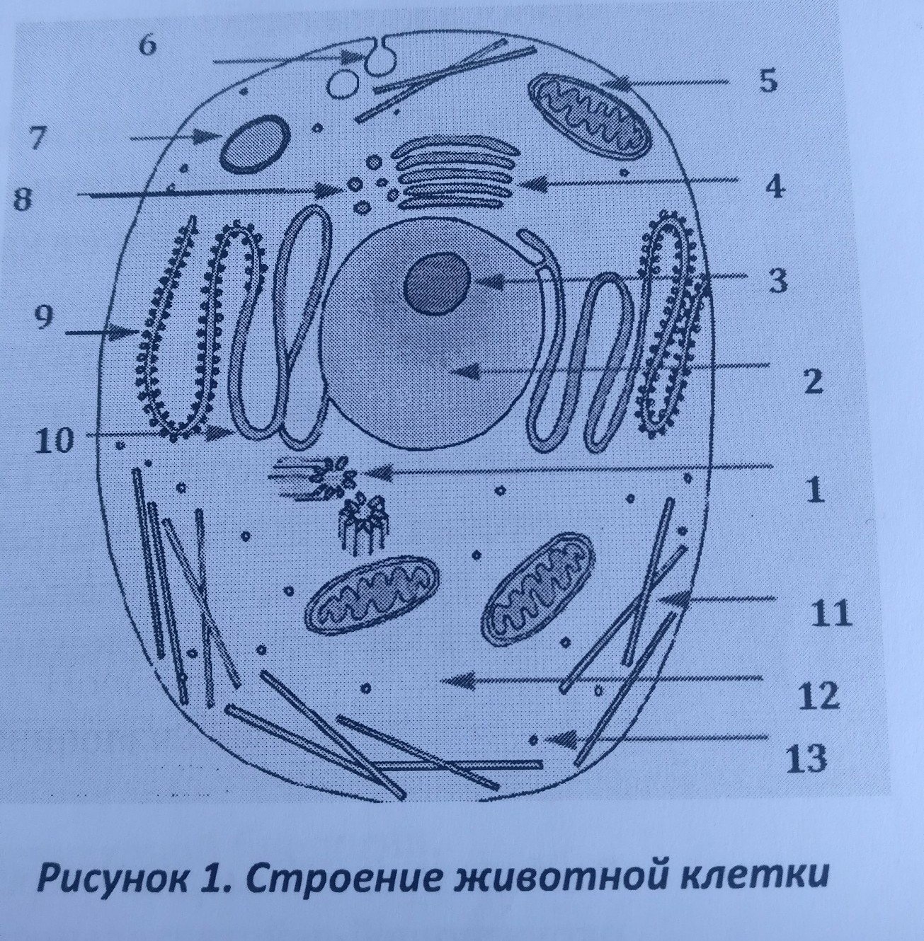 Лабораторные работы