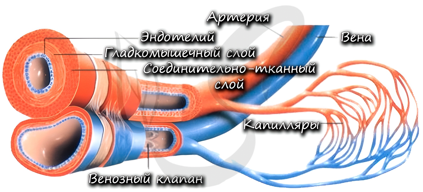 Мышечная ткань картинки