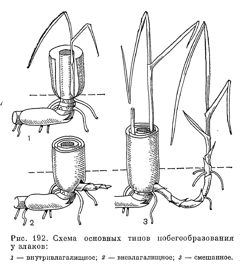 ЗЕРНОВЫЕ БОБОВЫЕ