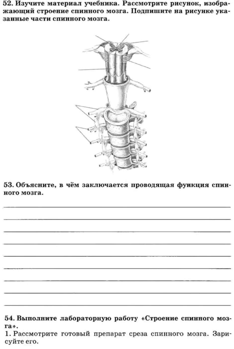 колонка спинного мозга человека с