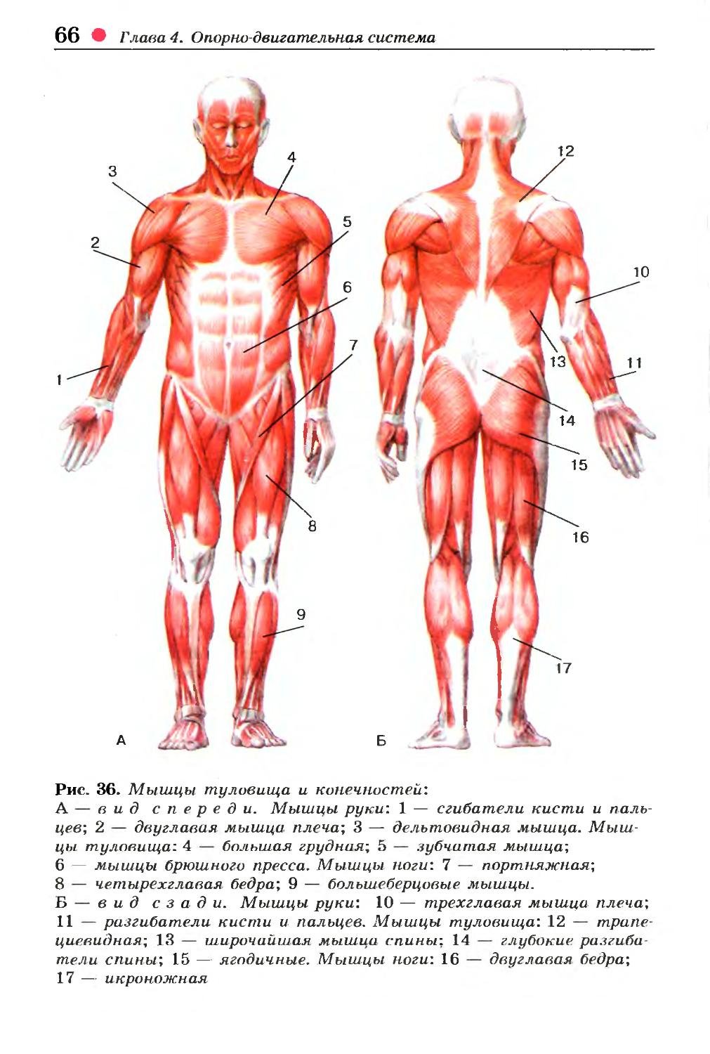 Здоровый Молодой Человек Спереди И Сзади. Мужской Мускулистое