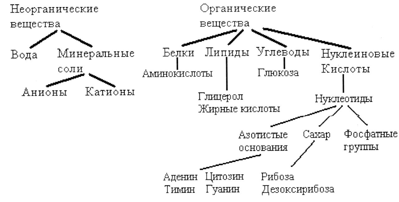 Происхождение трипаносоматид