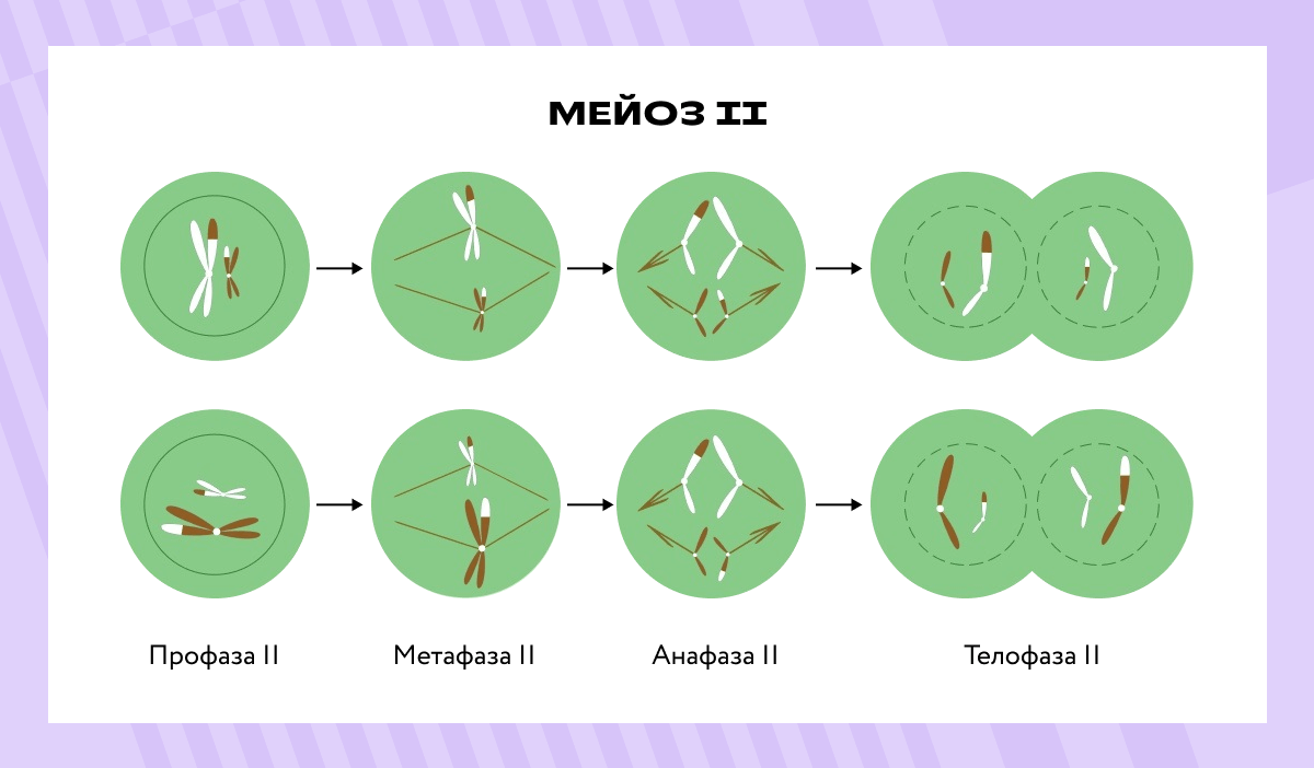 Шаг 1 – Лекция 6. Мейоз – Stepik