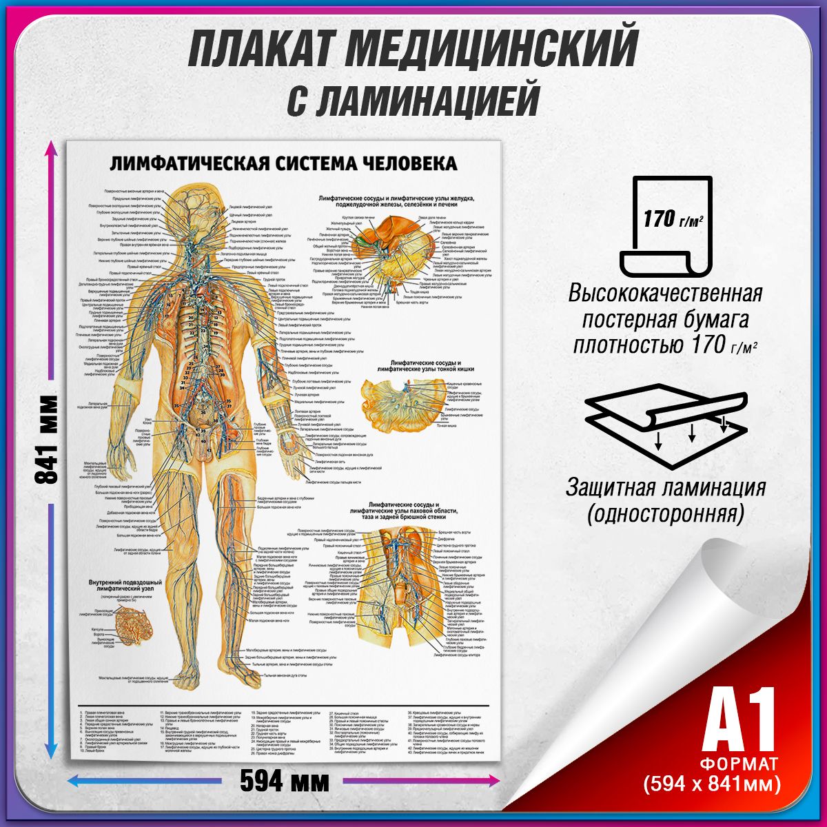 Плакат 1977г внутренние органы анатомия