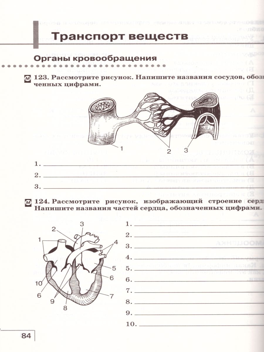 Растительная клетка рисунок поэтапно