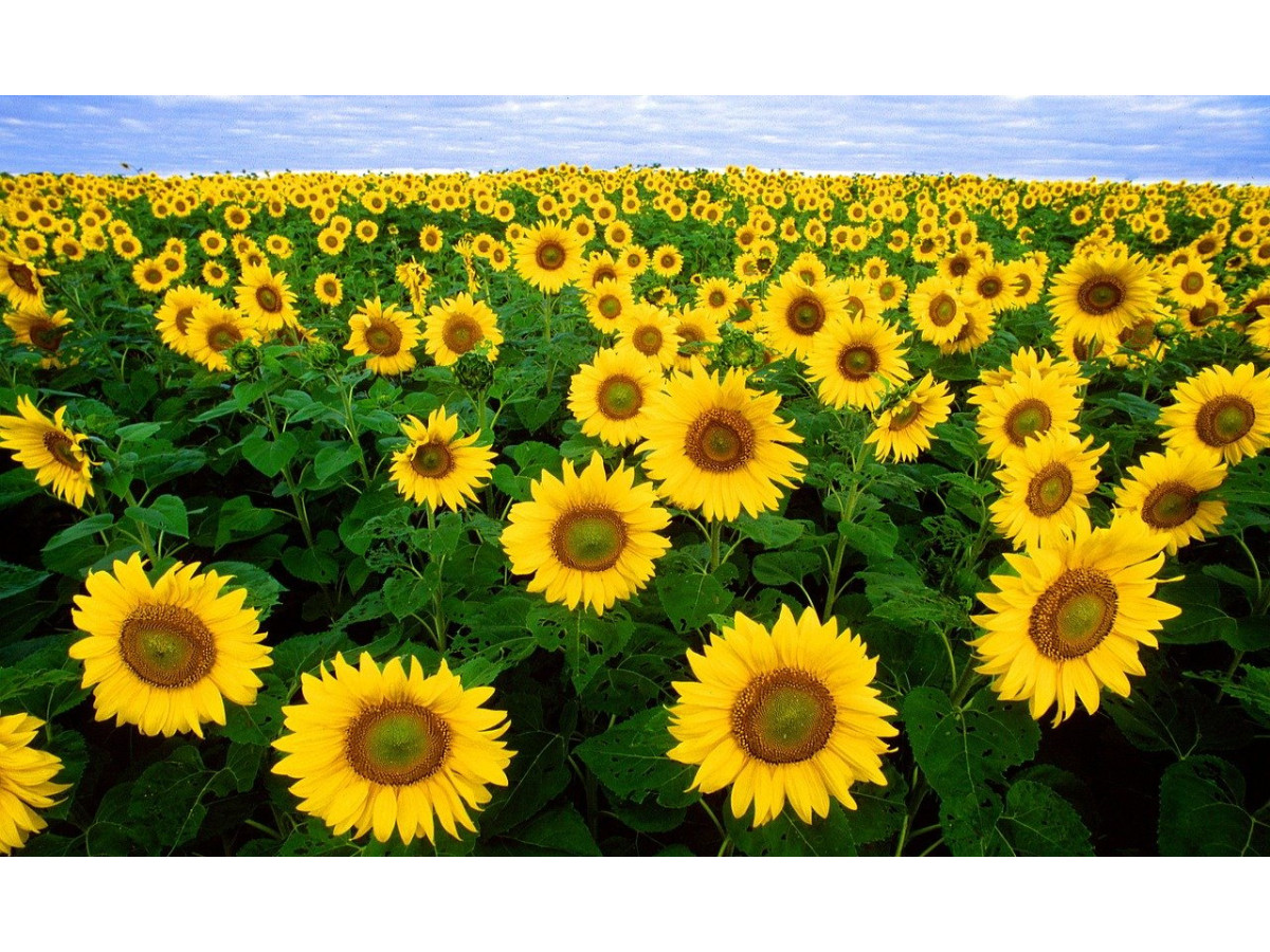 Sunflowers. Подсолнухи. PNG.