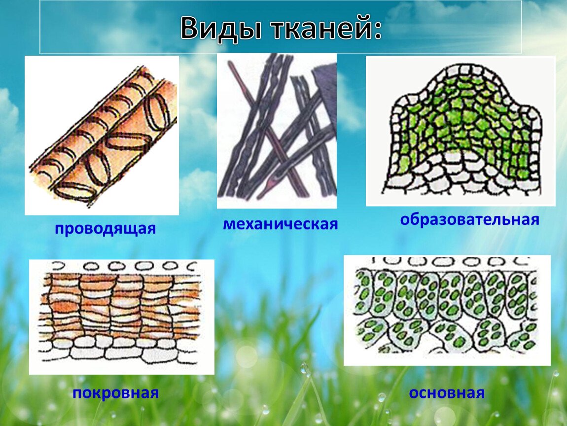 Основные ткани, подготовка к ЕГЭ по биологии