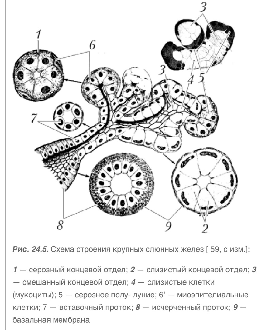 Мозоль. Стержневая мозоль, натоптыши на ногах, удаление.