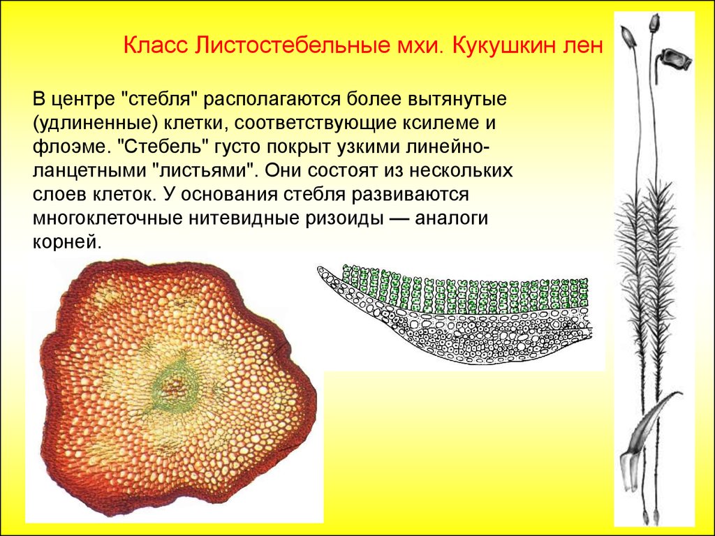 V ВСЕРОССИЙСКИЙ ФЕСТИВАЛЬ НАУКИ XIX