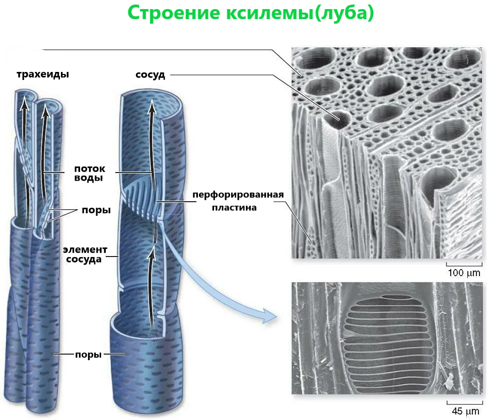 Ткани растений таблица с рисунками