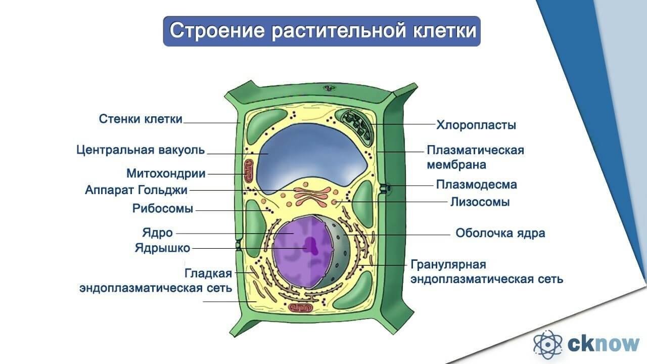 Задания части 2 ЕГЭ по теме «Этапы эволюции + Систематика»