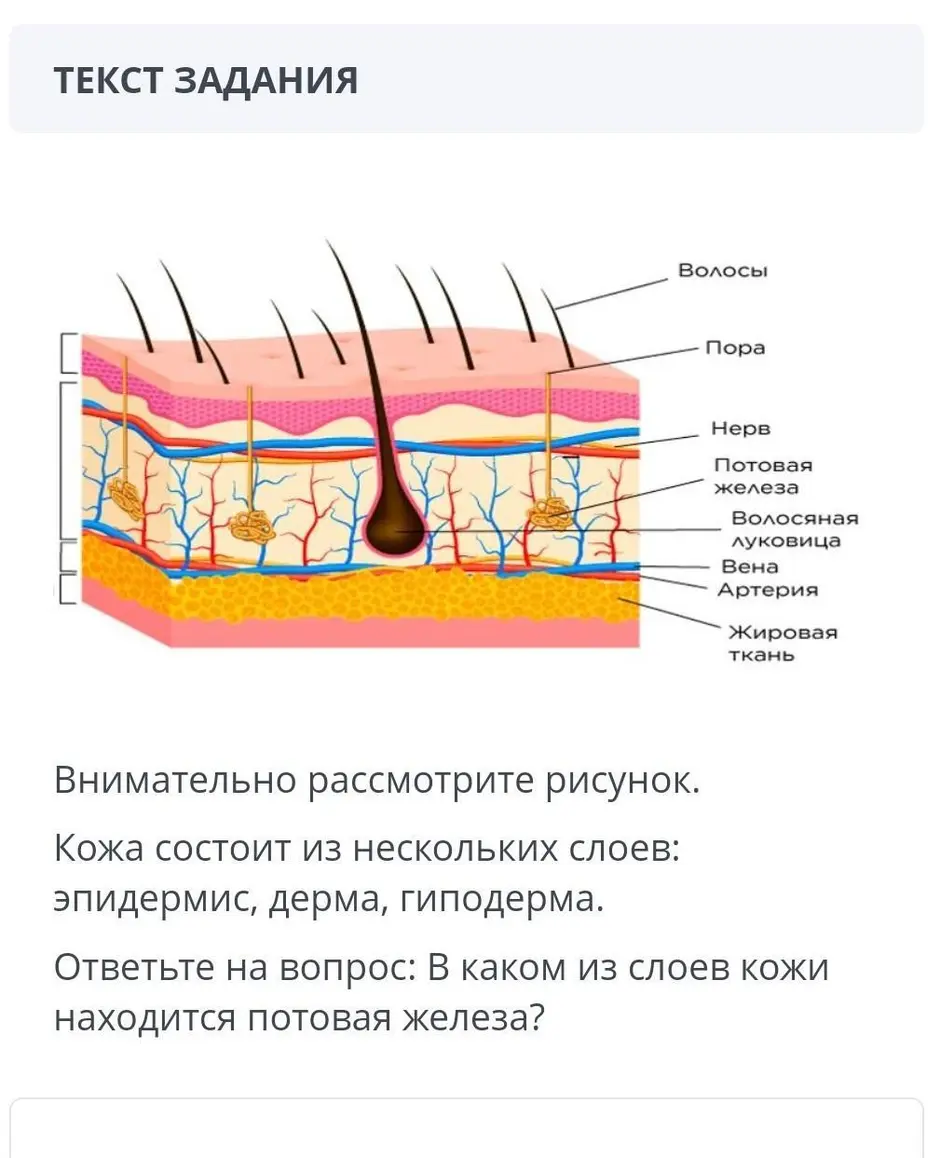 Что такое фотосинтез: процесс и фазы