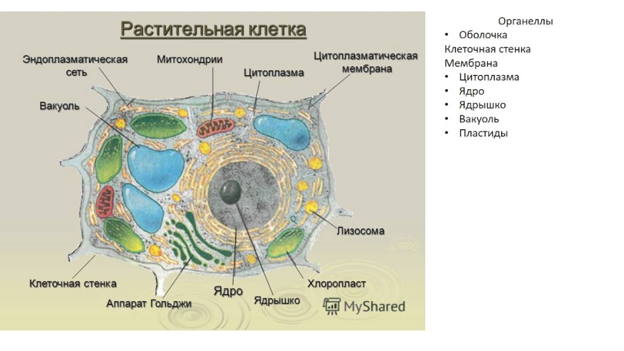 Растительная клетка