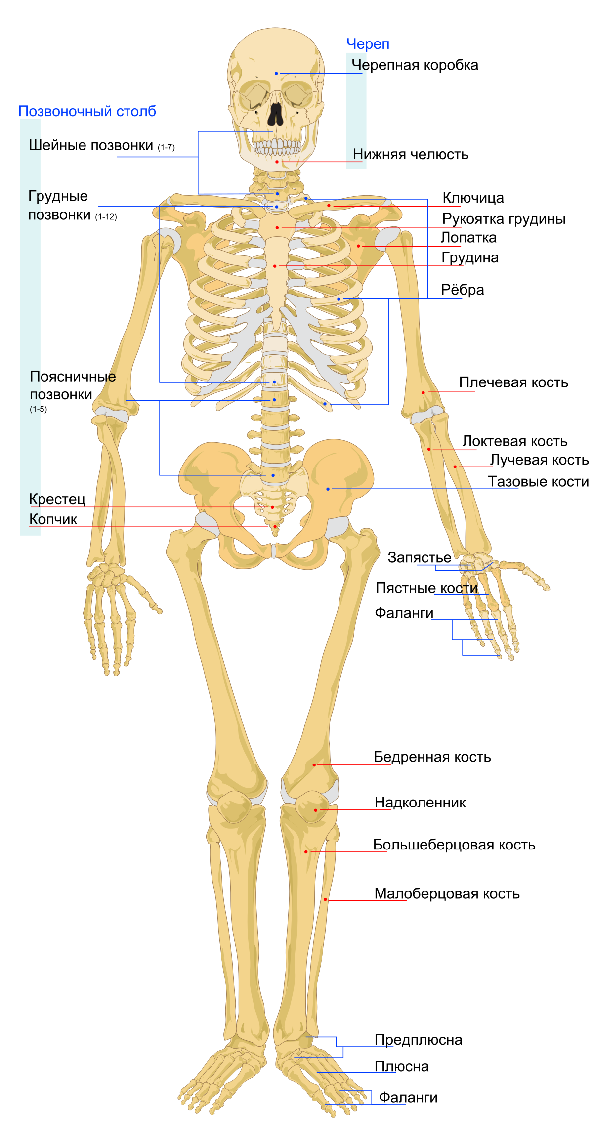 Череп человека