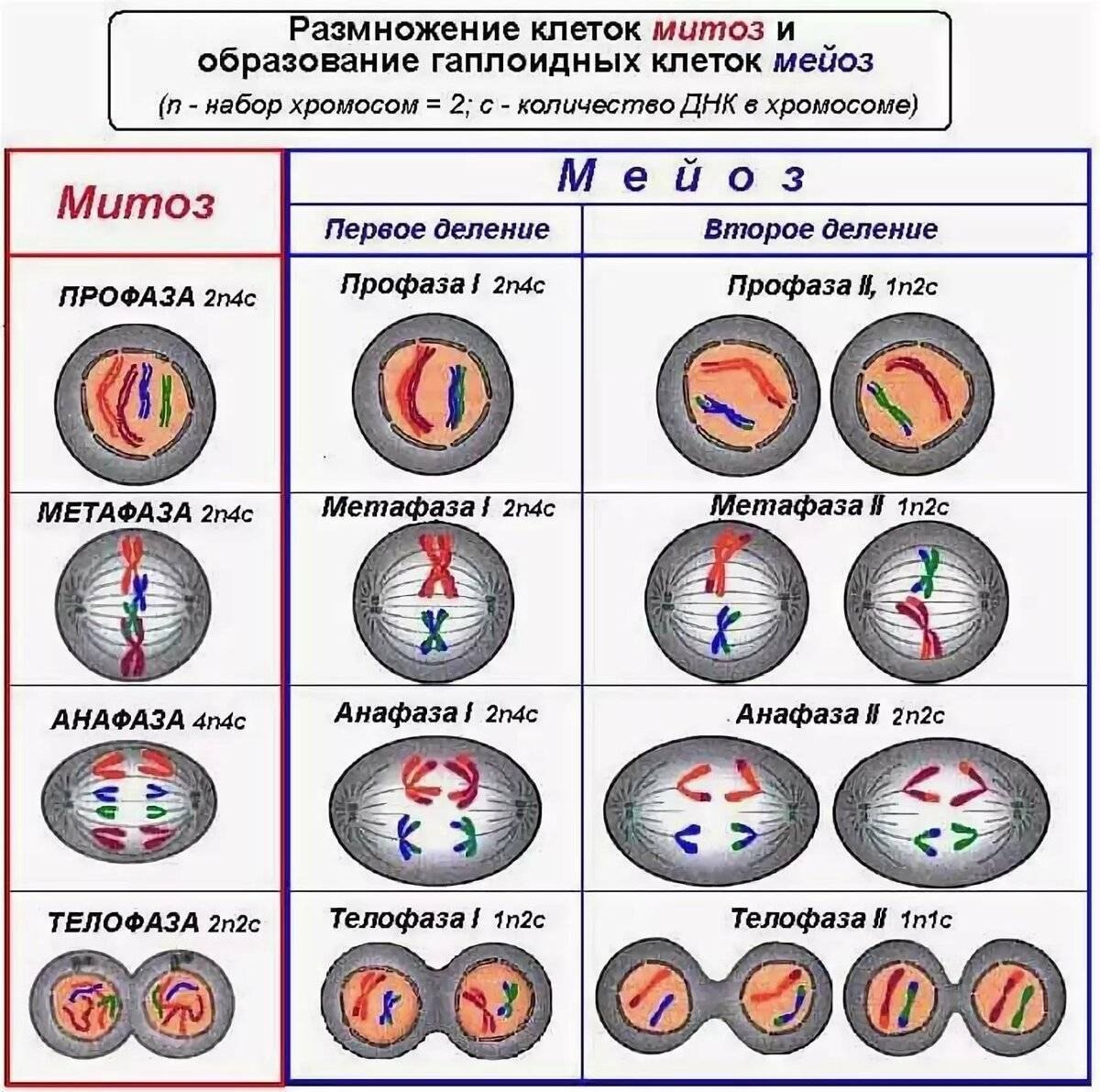 ДЕЛЕНИЕ КЛЕТОК. Митоз, Мейоз