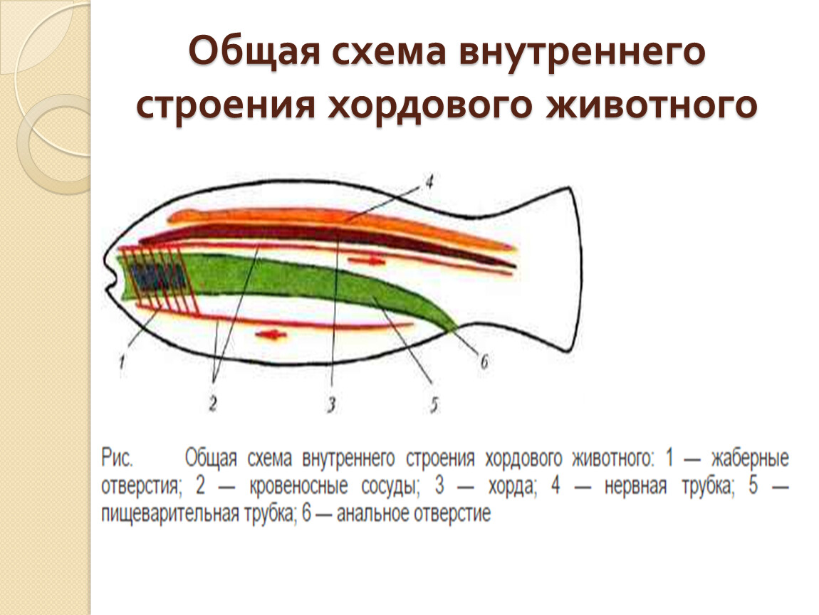 Атропина сульфат, капли глазные 1 %, флакон 5 мл по