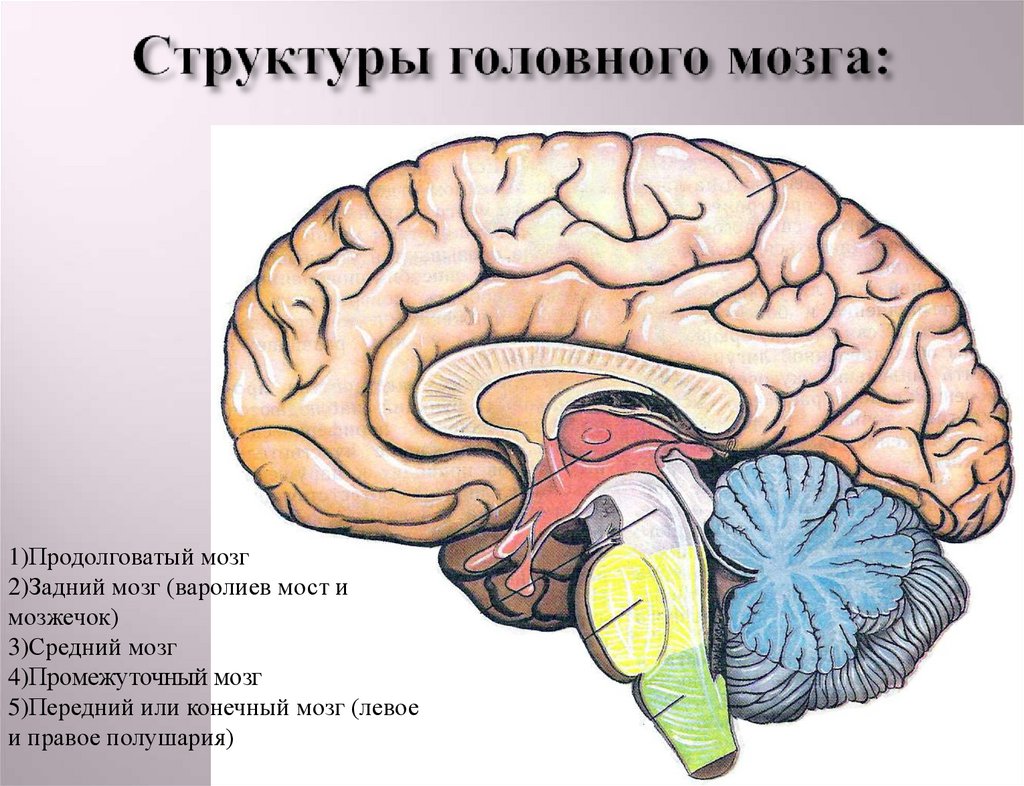 Желудочковая система мозга Википедия