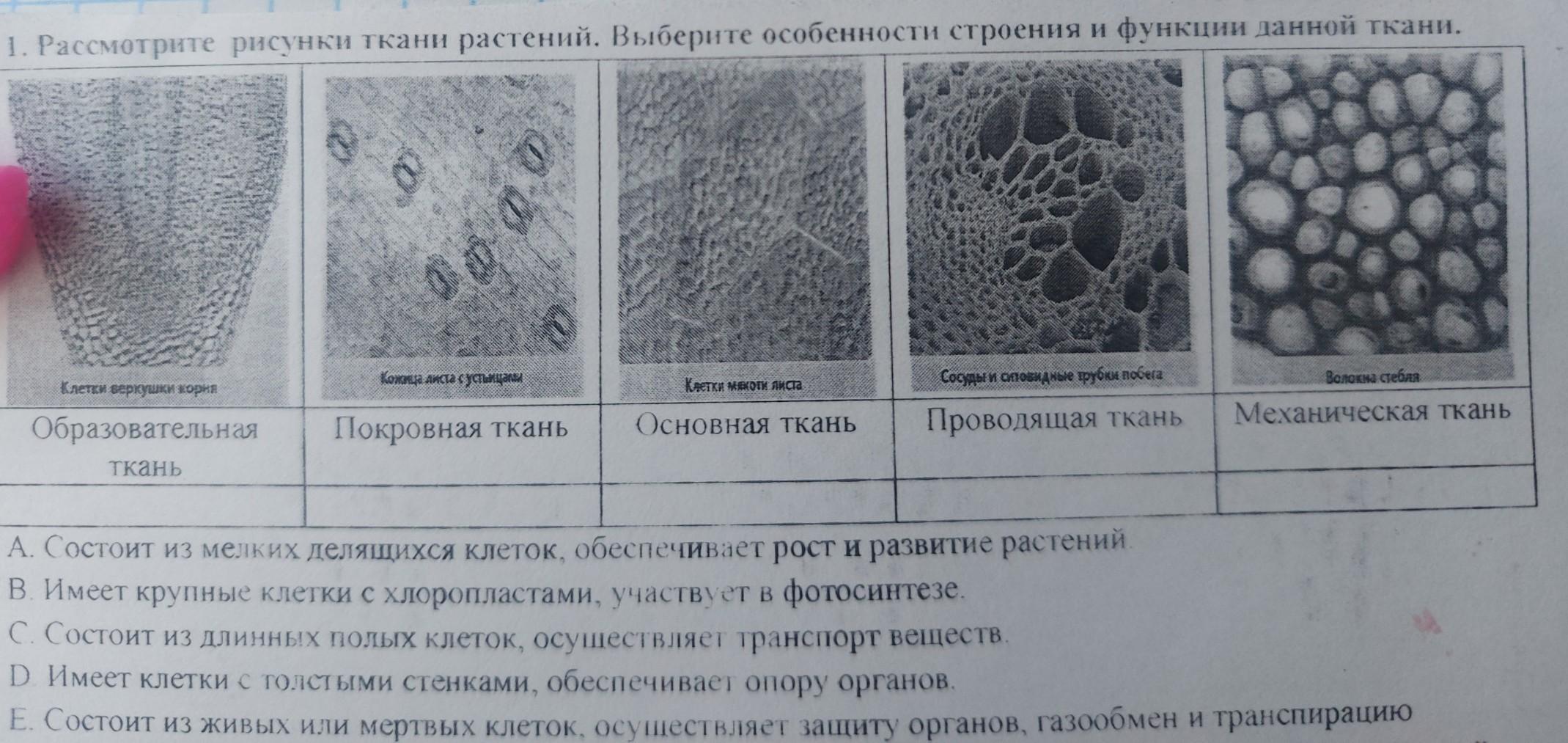 Ткани растений рисунок 