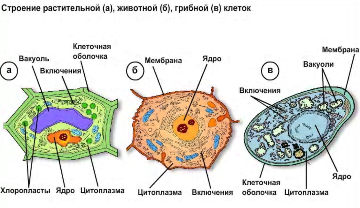 Как нарисовать животную клетку: 11 шагов