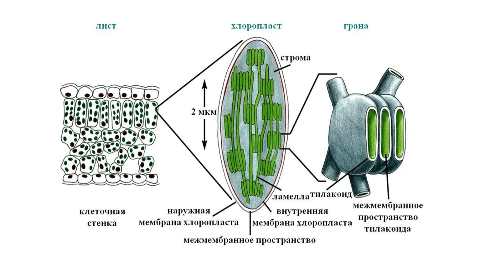 БОТАНИКА: АНАТОМИЯ РАСТЕНИЙ