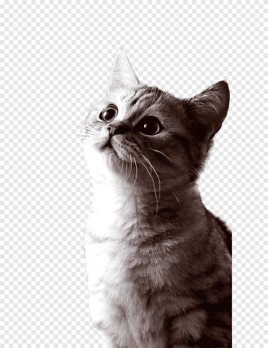 милый кот, животное, кот png | PNGEgg