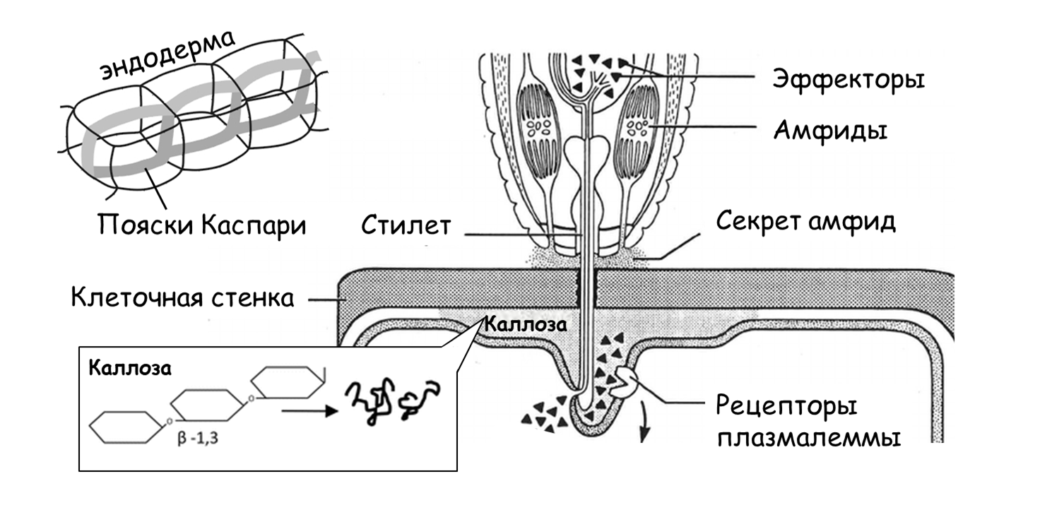 Идеи для срисовки растительная клетка