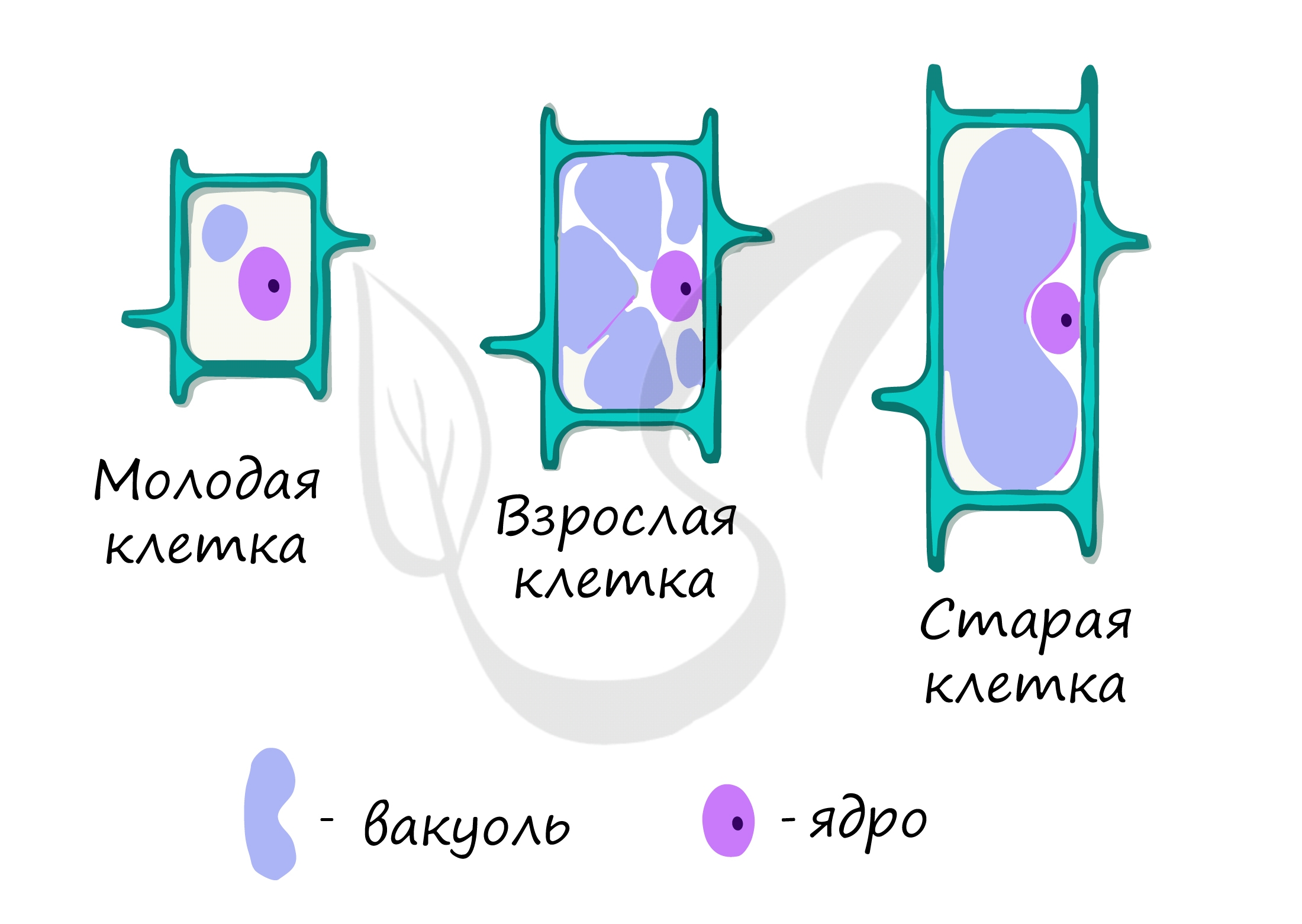 Органоиды клетки рисунок