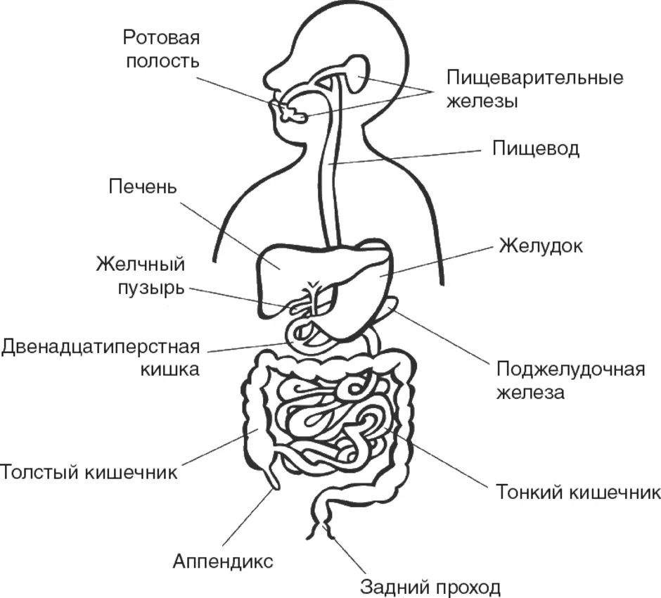 Человеческий Кишечник Иллюстрация Как