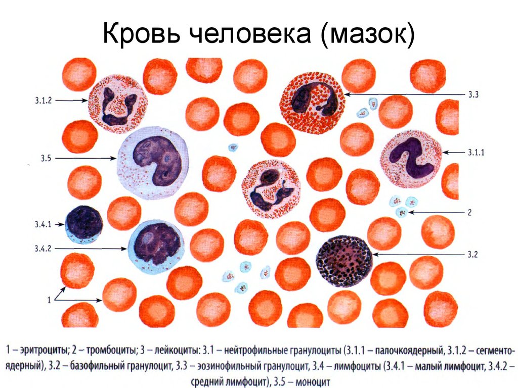 Возвращаемся к теме «Внутренняя среда