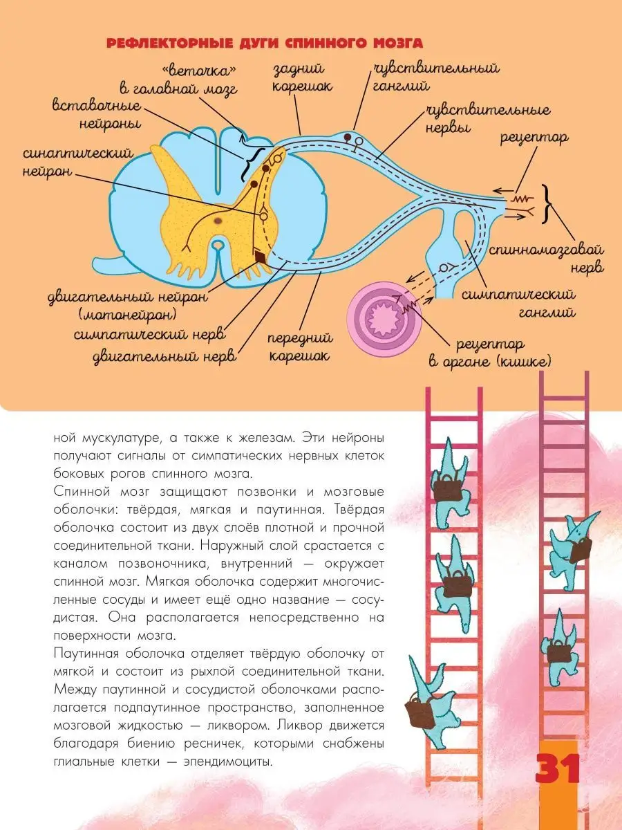 научный состав спинного мозга