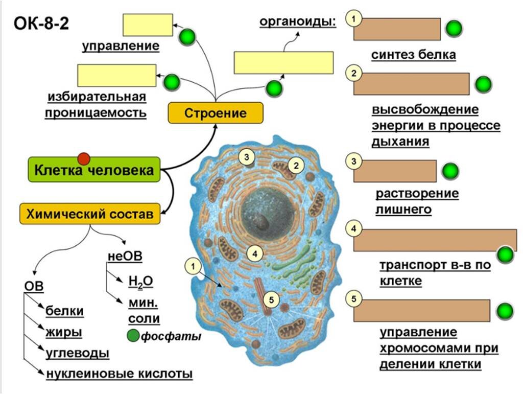 Строение клетки за 8 минут 