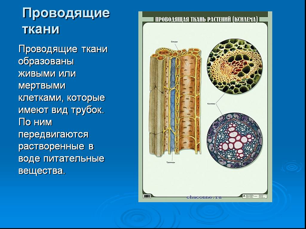 Лабораторная работа по теме Ткани растений