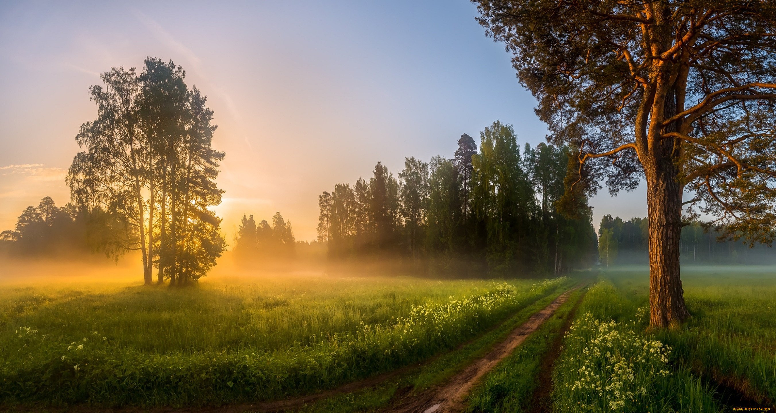 картинки : пейзаж, дерево, природа, лес