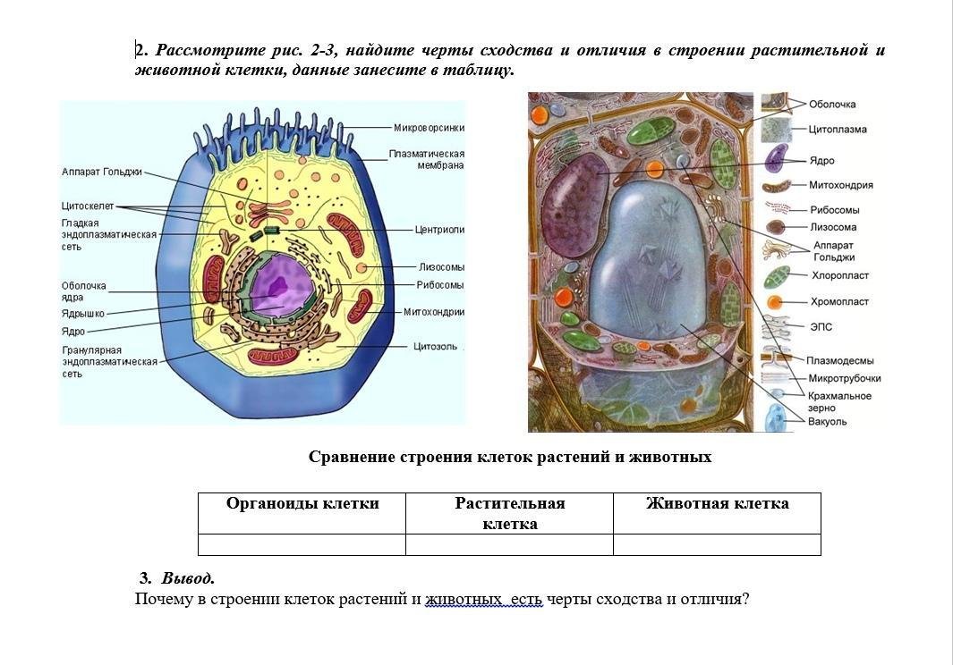 Трафареты растительная клетка