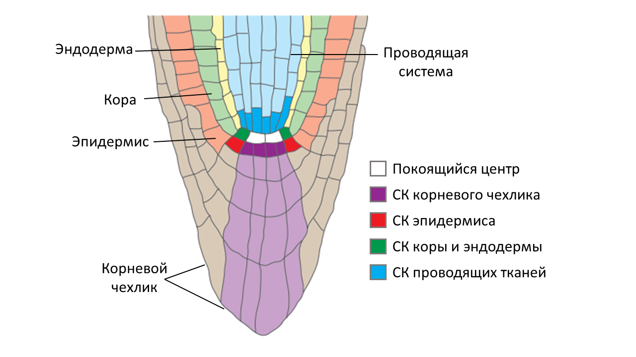 РАСТИТЕЛЬНАЯ КЛЕТКА