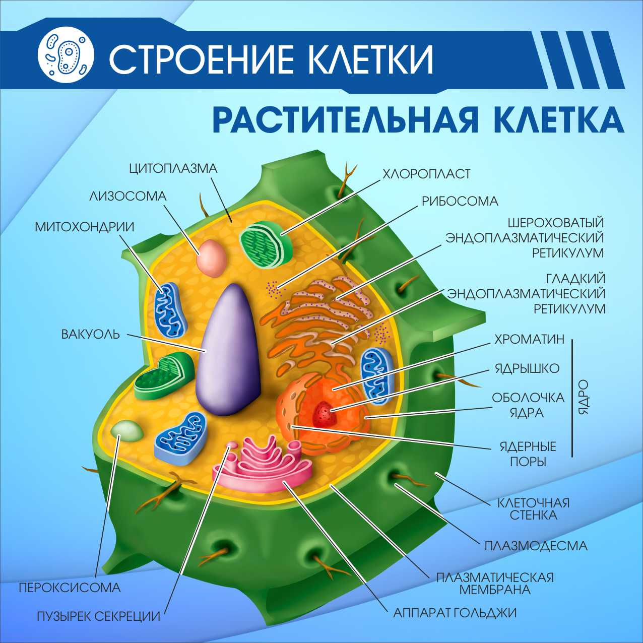 стенд строение животной и