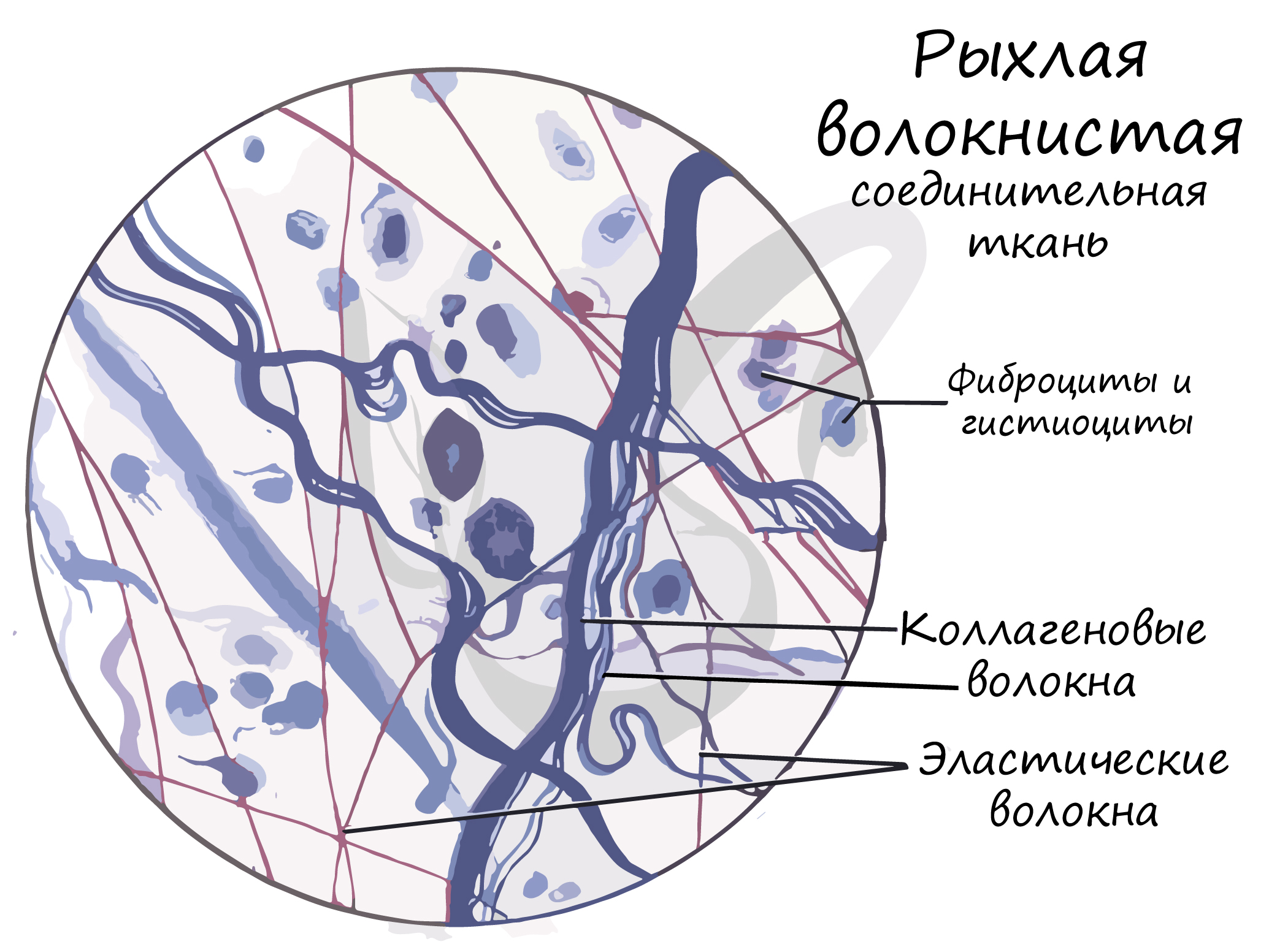 Что такое варикозное расширение вен | Институт здоровья