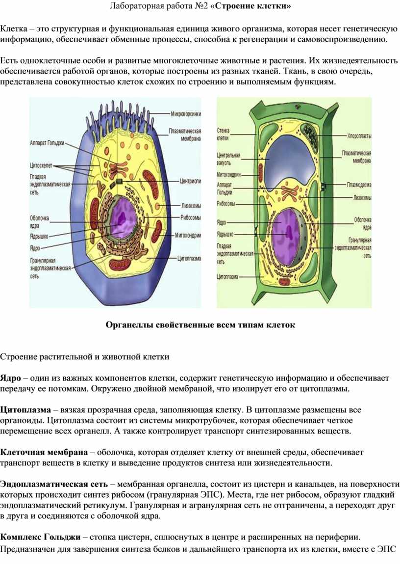 Строение клетки. Органеллы | Биология