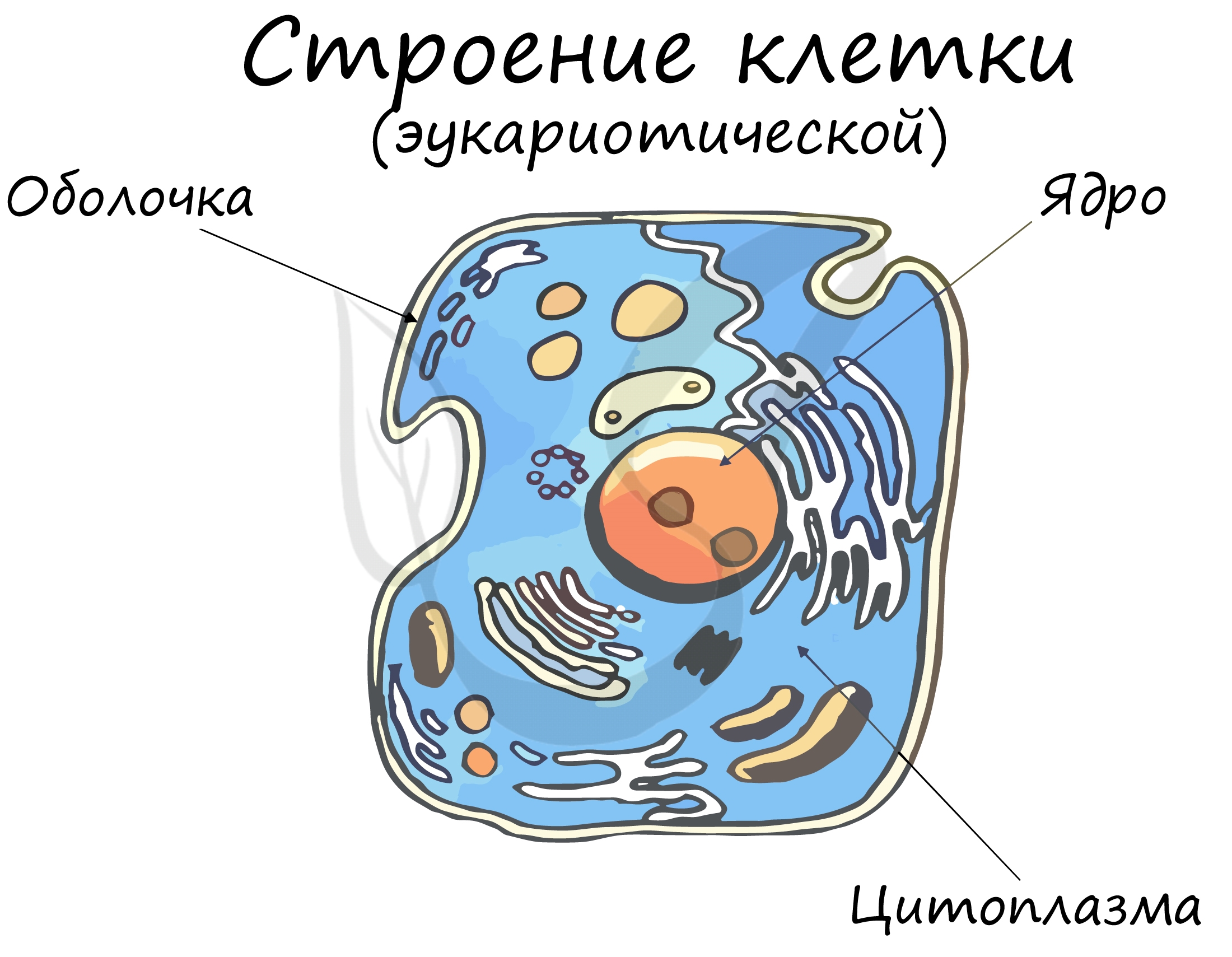 Как нарисовать животную клетку: 11 шагов