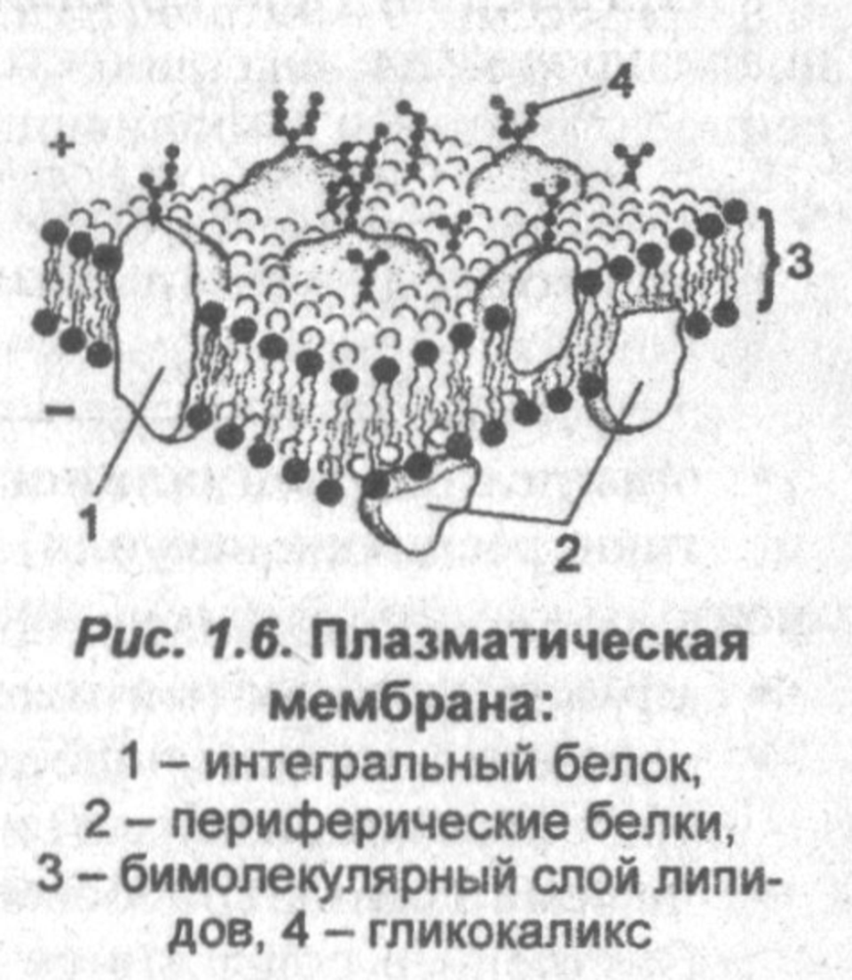 Строение эукариотической клетки