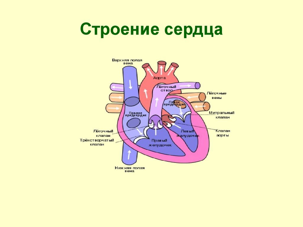 Строение сердца человека рисунок