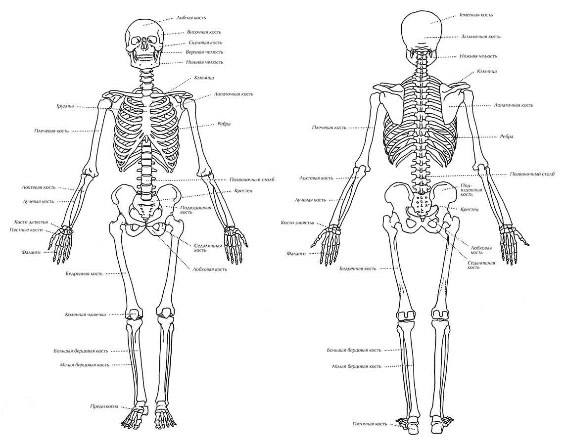 Кости человека картинки 
