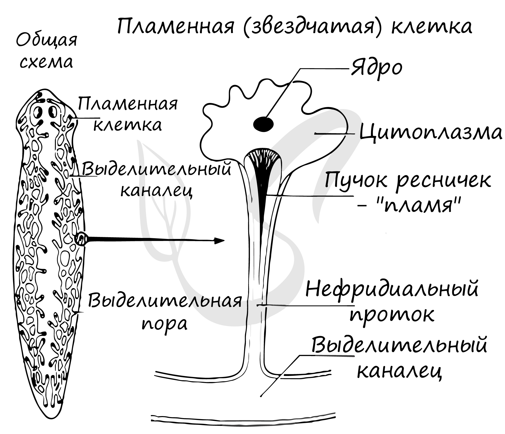 Идеи для срисовки ленточные черви 